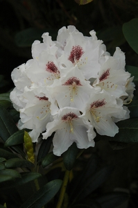 Rhodo Gordon Jones